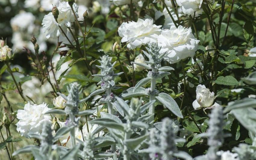 Creating A Magical Moon Garden With English Roses