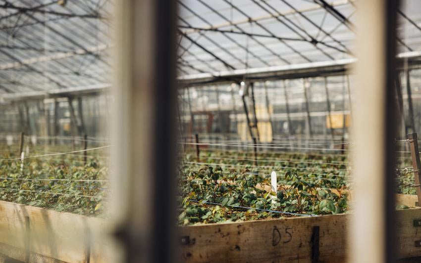 Twelve Years in the Making: Breeding an English Rose