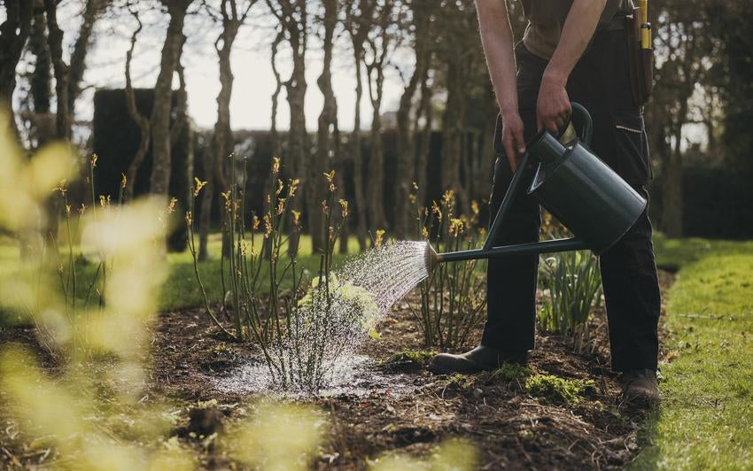 How To Water Bare Root Roses Planted Later In The Season