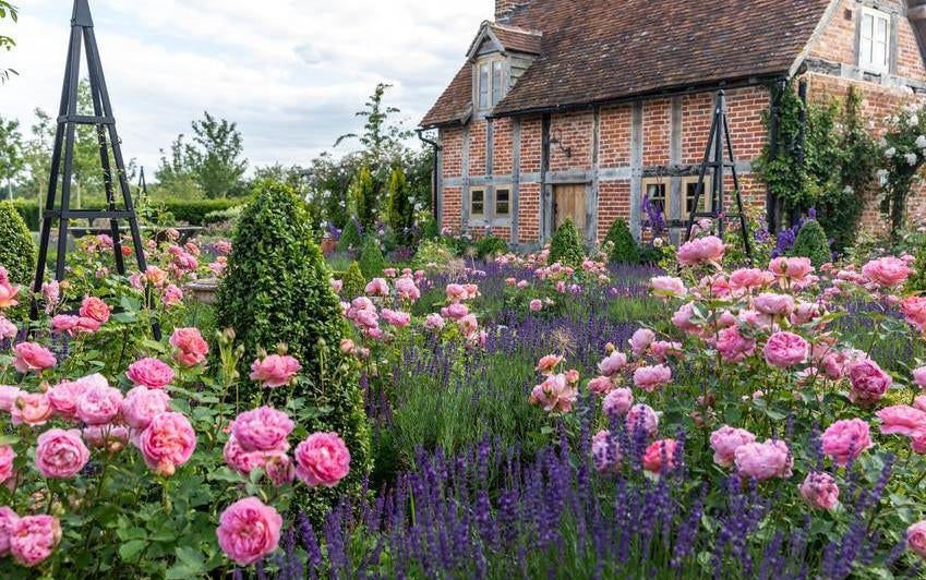 Create A Cottage Style Garden With English Roses