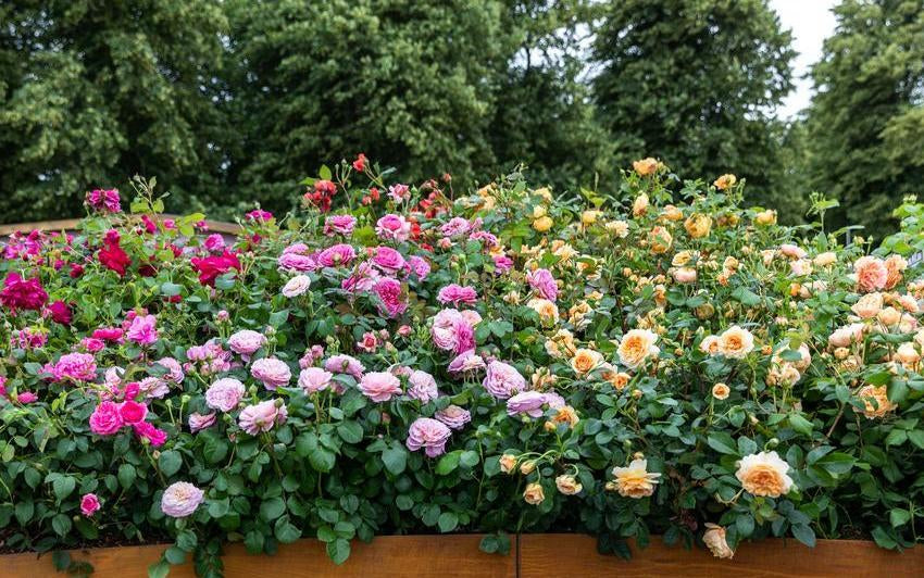 Creating A Living Canvas: Transform Your Garden With The Colour Wheel