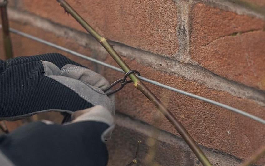 Person training and tying in a rose
