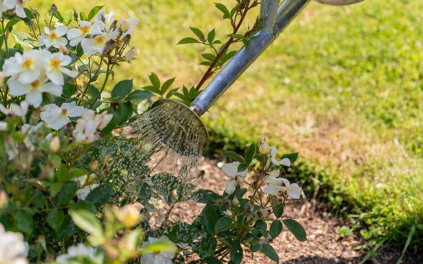 How to Water Your Rose | David Austin