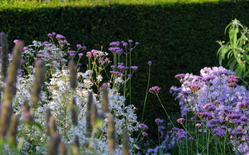Planting Companions for Continuous Summer Interest