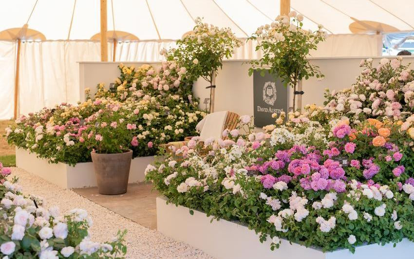 A Week of Fragrance and Flowers at Hampton Court | David Austin