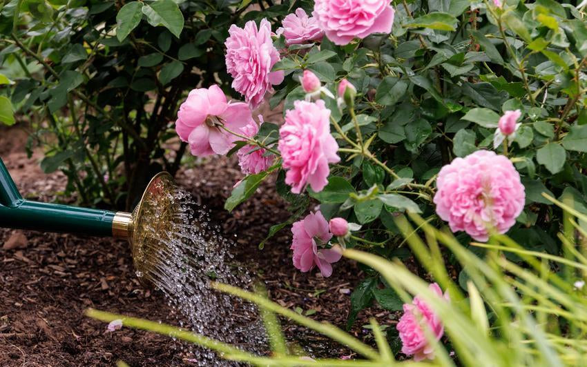 Haws watering can watering Harlow Carr, a rose bred by David Austin Roses.