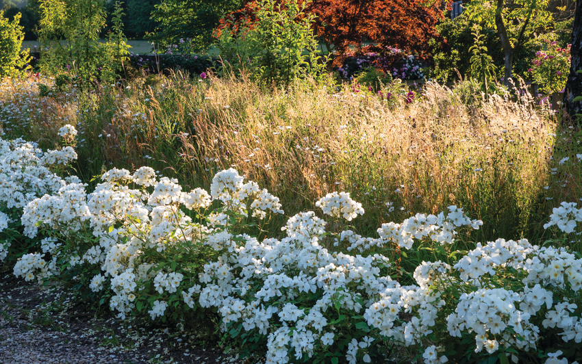 Wind-Swept Charm: English Roses for Exposed Locations | David Austin