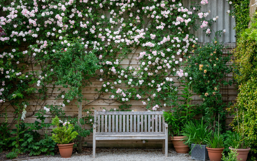 Creating Living Walls with Climbing Roses | David Austin