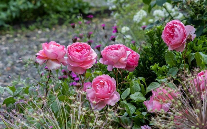 Penelope-lively pink rose bred by David Austin with companion plants