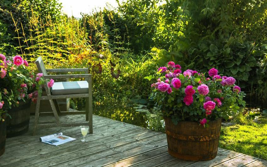 Roses for Balcony Gardens and Compact Spaces | David Austin