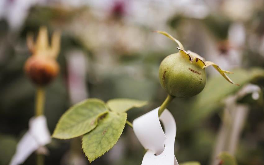 best fertilizer for clematis plants Clematis | Jolly Good main image 0