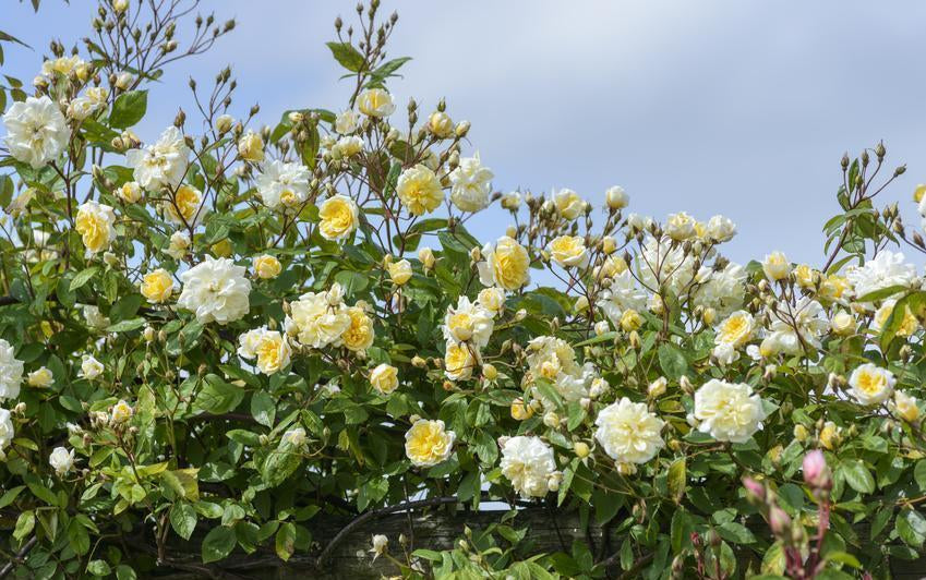Malvern Hills yellow rose bred by David Austin growing along a structure