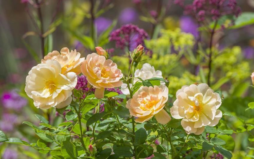The Scents of Midsummer: When to Enjoy Rose Fragrance