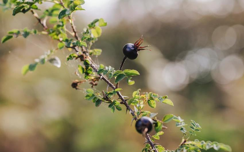 A Rose for Burns Night: Rosa spinosissima and the Soul of Scotland