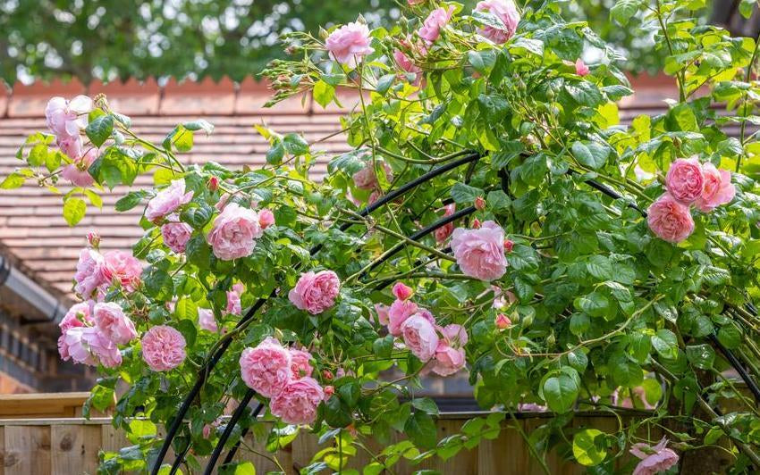 Wimbledon, Strawberries and Roses: A Celebration of the English Summer