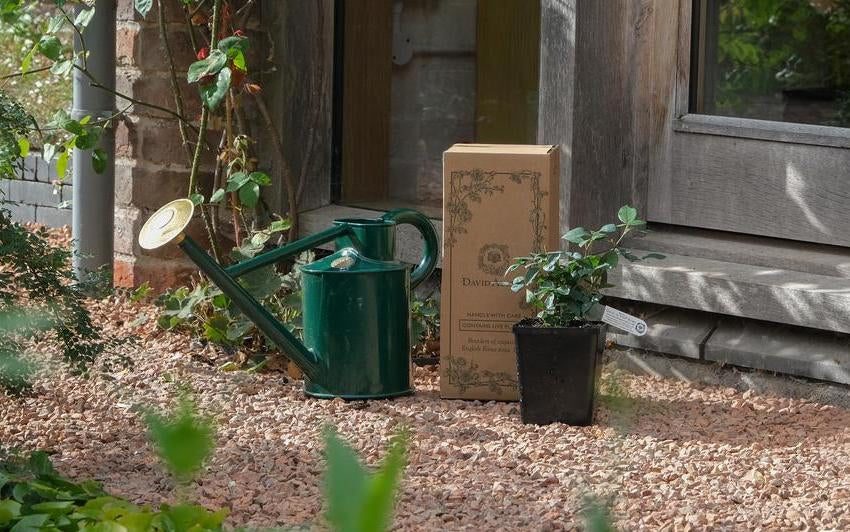 David Austin potted rose next to some branded packaging in a lifestyle shot