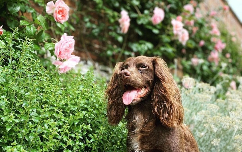 Creating a Dog-Friendly Rose Garden: A Safe and Beautiful Space for Everyone