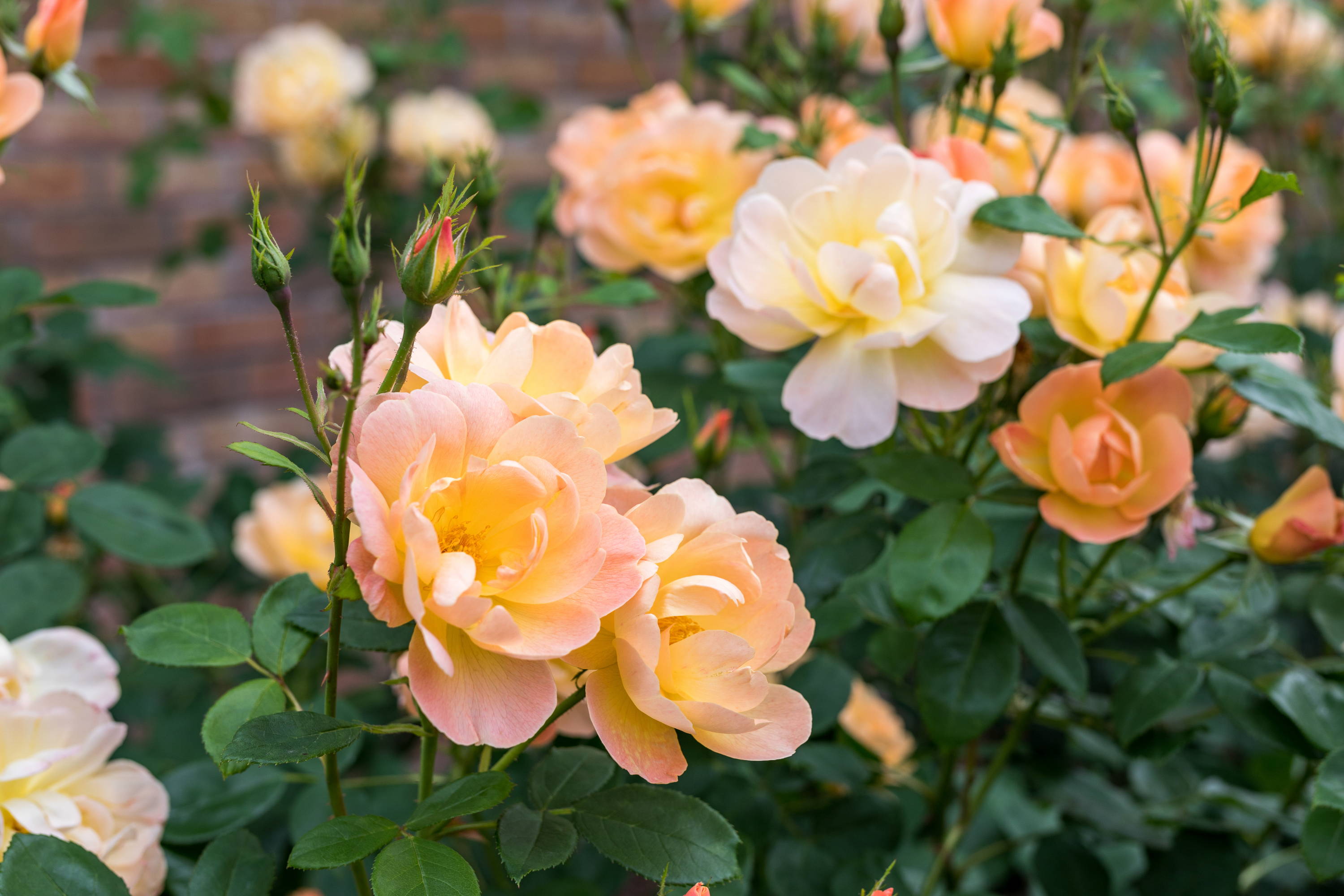 A Rose Inspired by Music - The Story of The Lark Ascending® (Ausursula