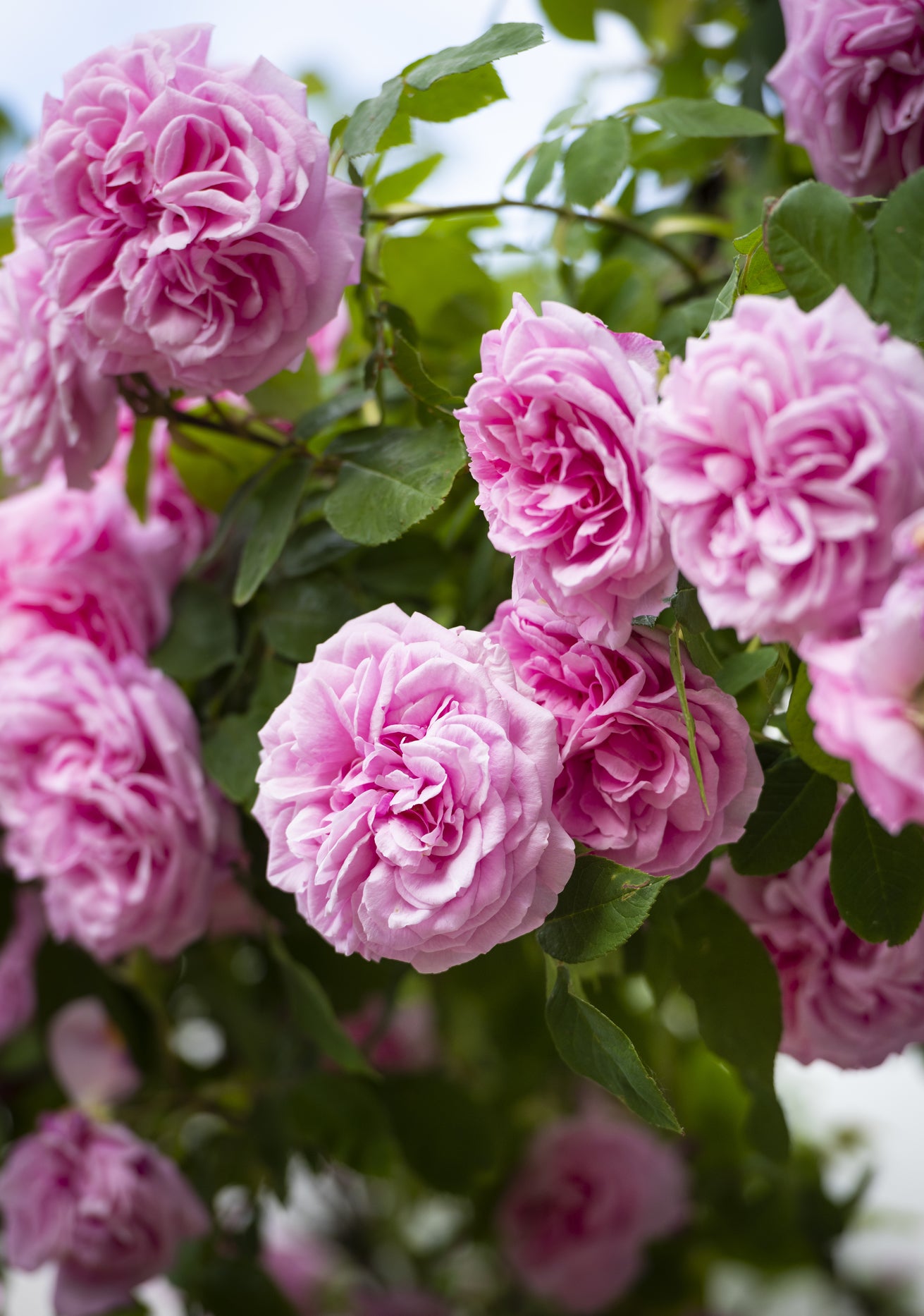 Gertrude Jekyll pink English rose bred by David Austin