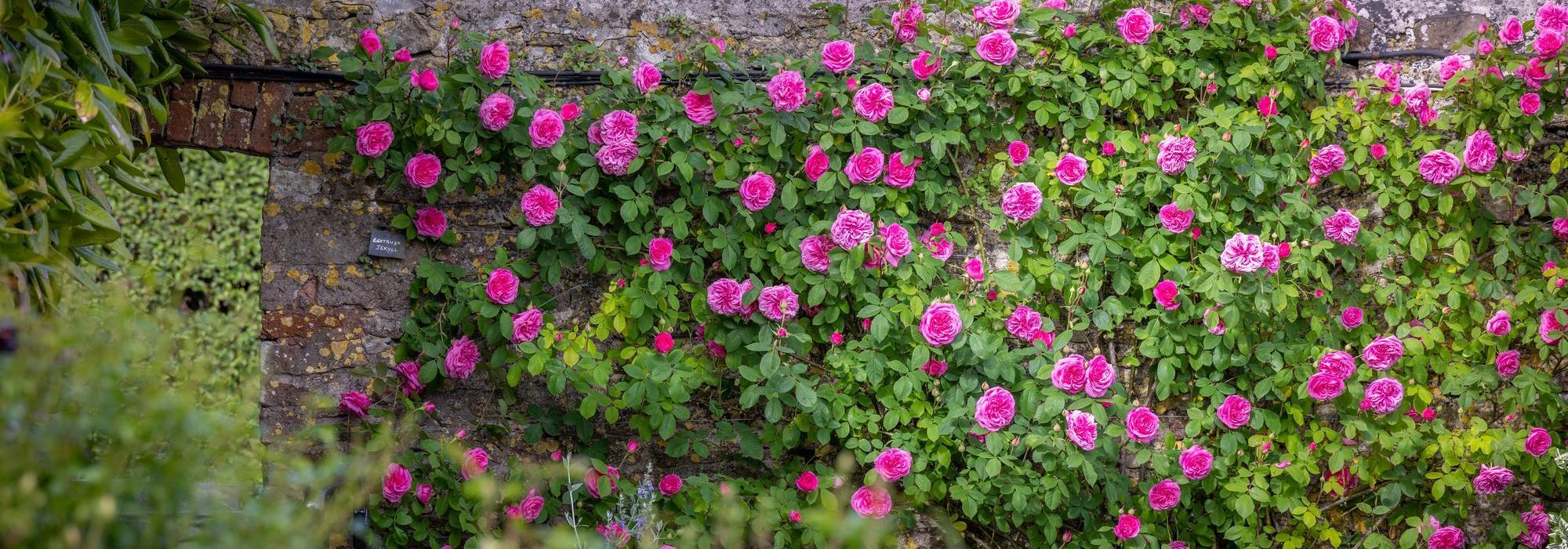 Gertrude Jekyll pink rose bred by David Austin climbing along a wall