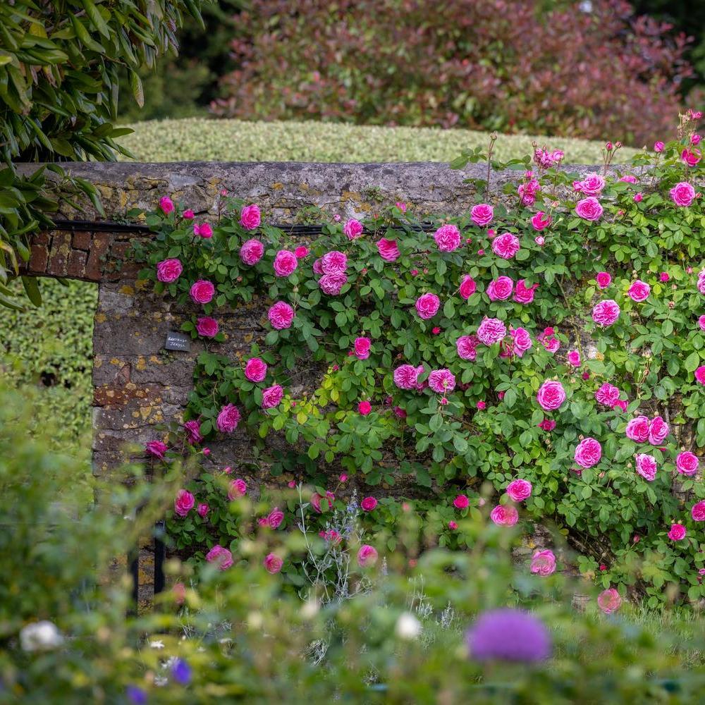 Gertrude Jekyll pink rose bred by David Austin climbing along a wall
