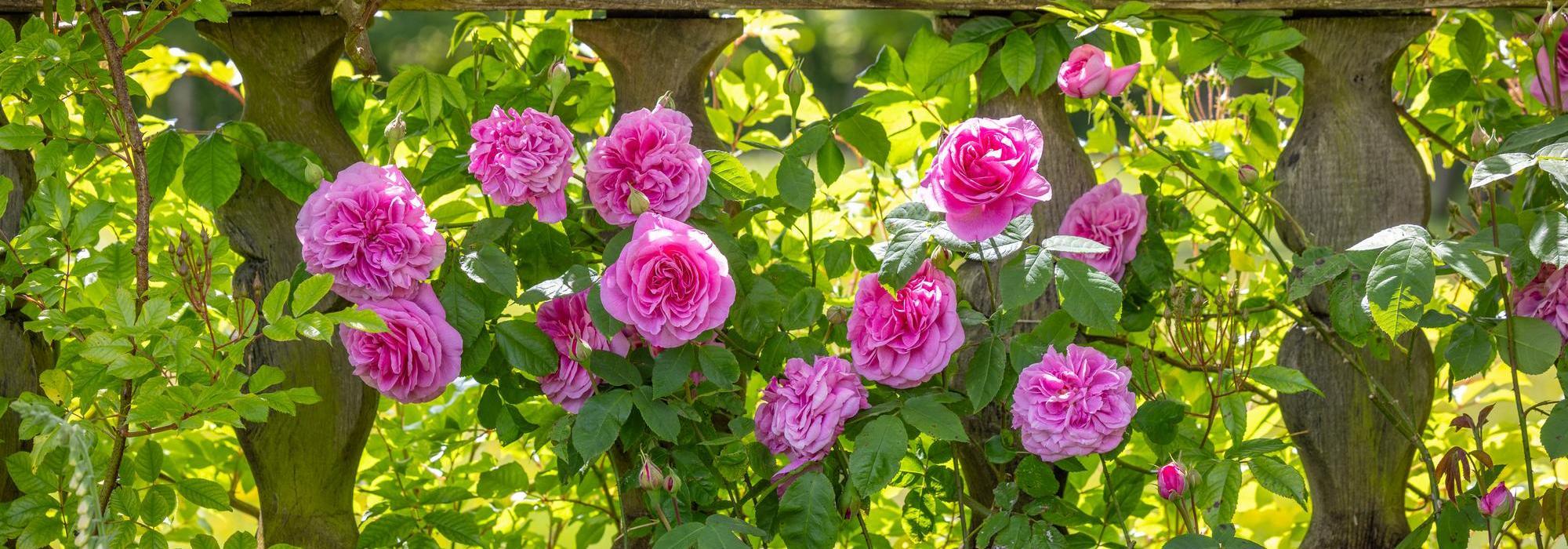 Gertrude Jekyll pink rose bred by David Austin