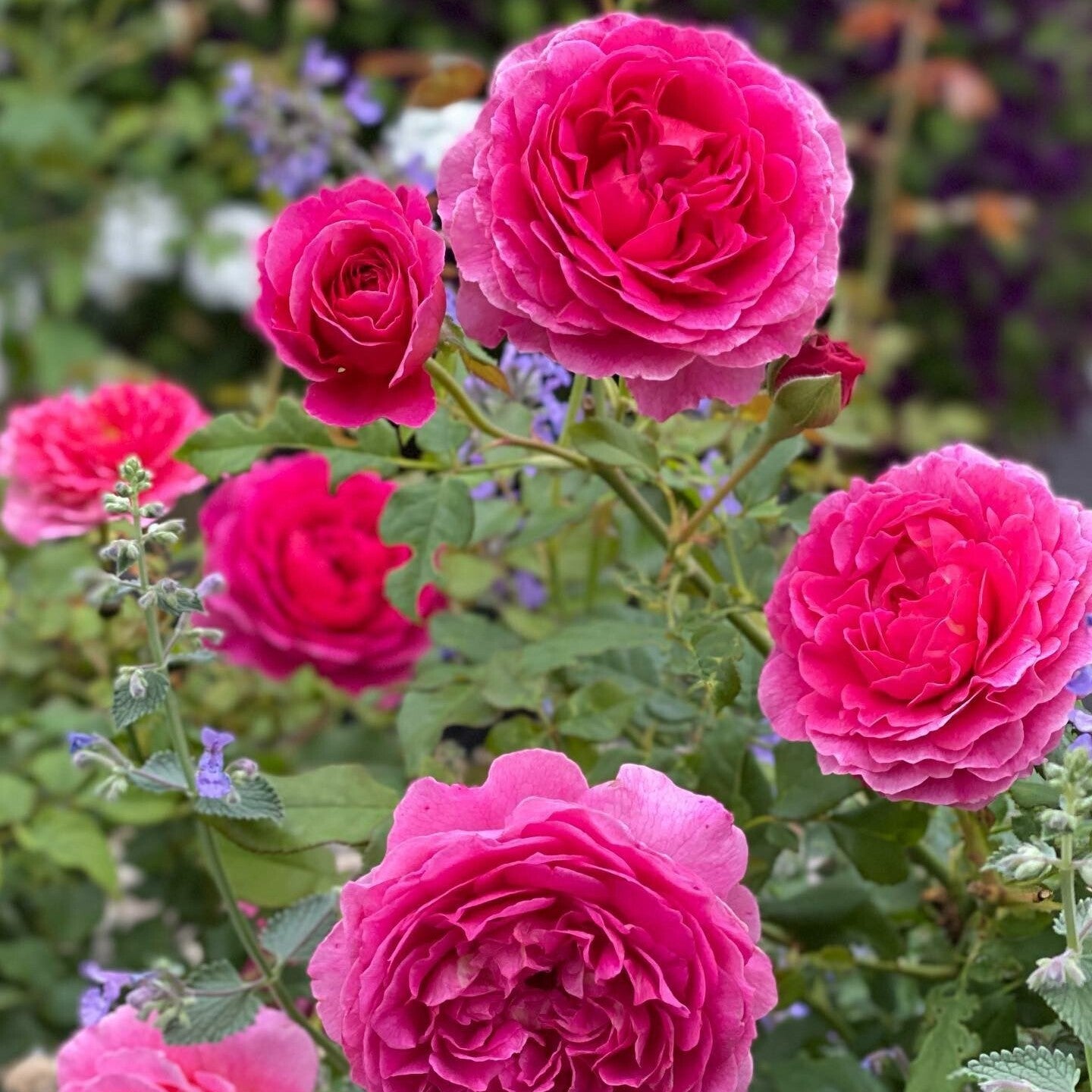 Gabriel Oak (Auscrowd) | English Shrub Rose | David Austin Roses