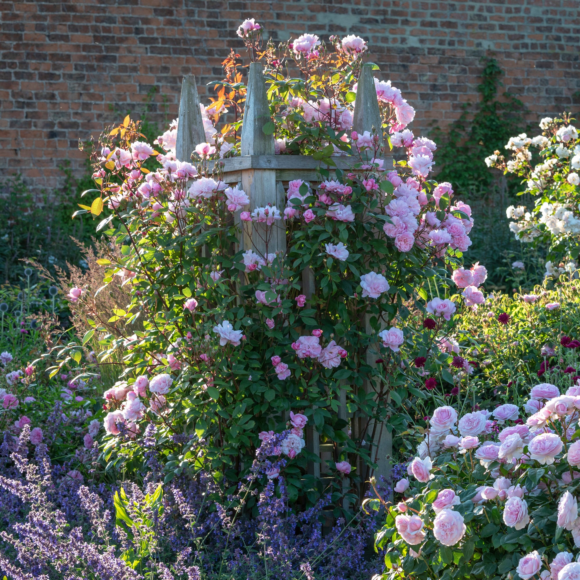 Mary Delany (Ausorts) | English Climbing Rose | David Austin Roses