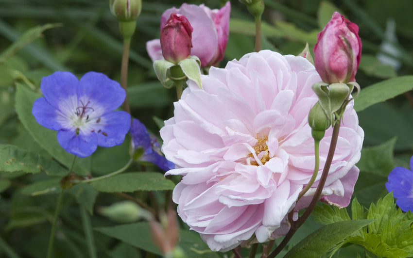 Mary_Delany_and_Geranium_Rozanne_Gerwat