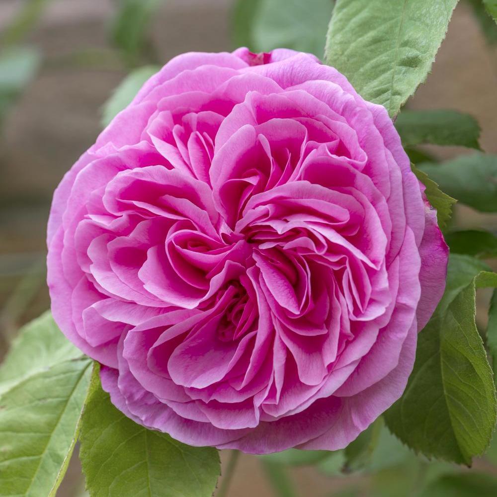 Gertrude Jekyll rose by David Austin