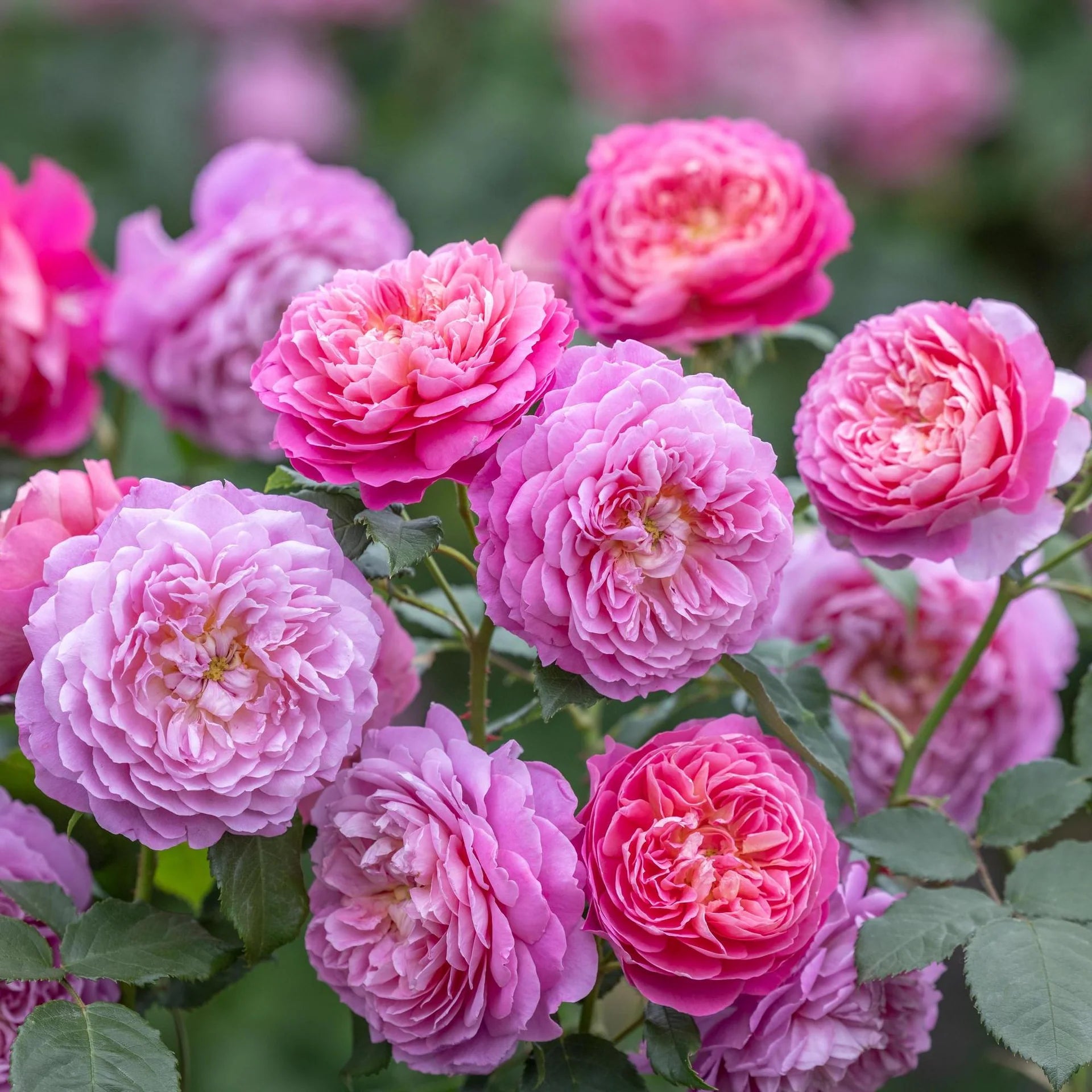 Emma Bridgewater (Ausb44a16) | English Shrub Rose | David Austin Roses