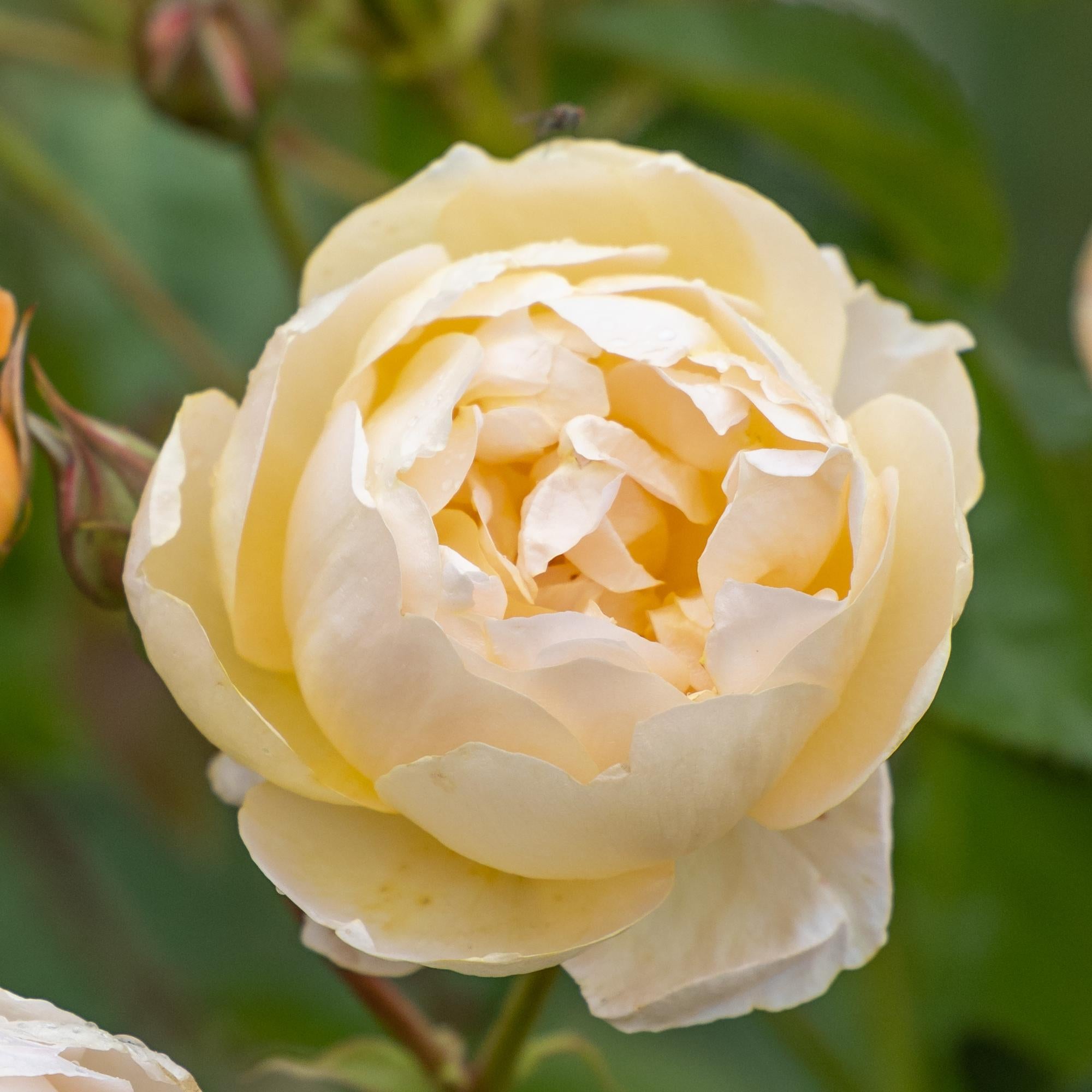 Dannahue (Ausa6b15) | English Shrub Rose | David Austin Roses