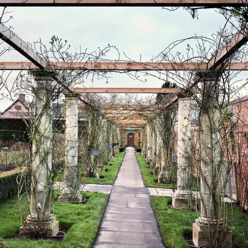 Roses train and tied in shapes on a pergola at David Austin