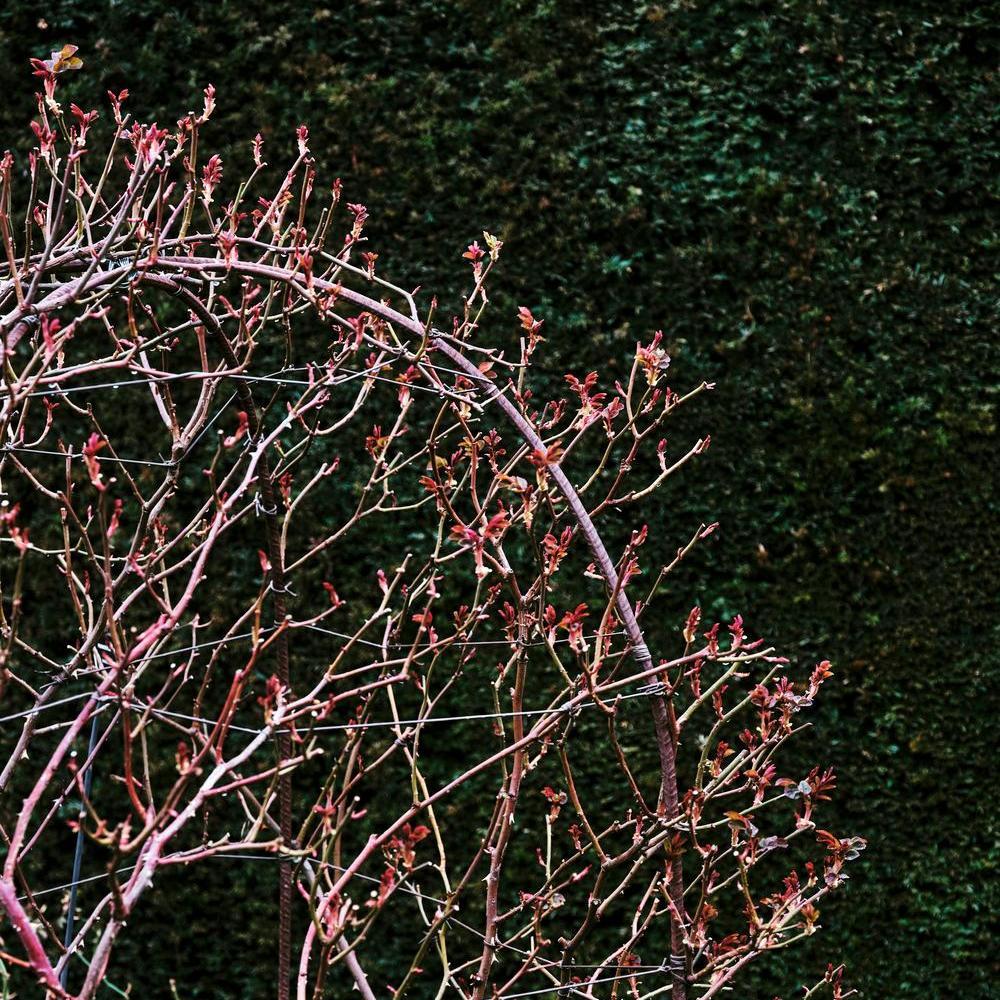 Roses train and tied in shapes on a structure at David Austin