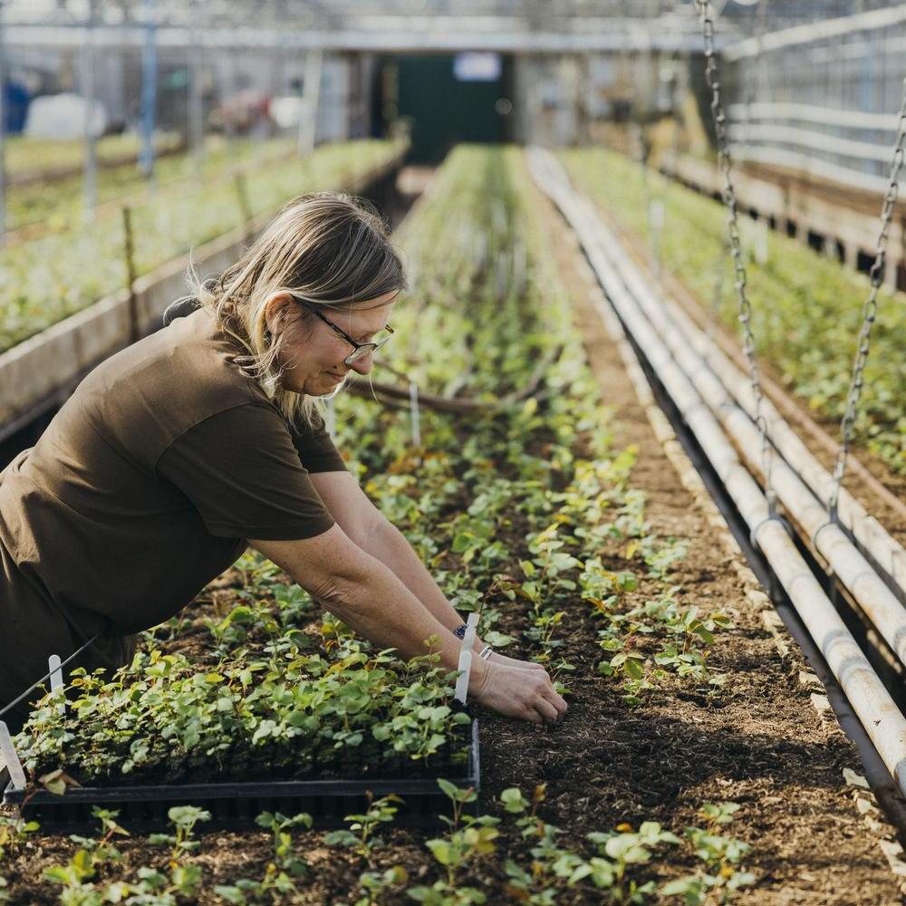 Image of a woman planting seedlings in a greenhouse at David Austin roses