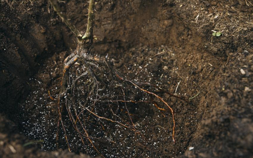 Close up shot of a bare root rose's roots in the ground