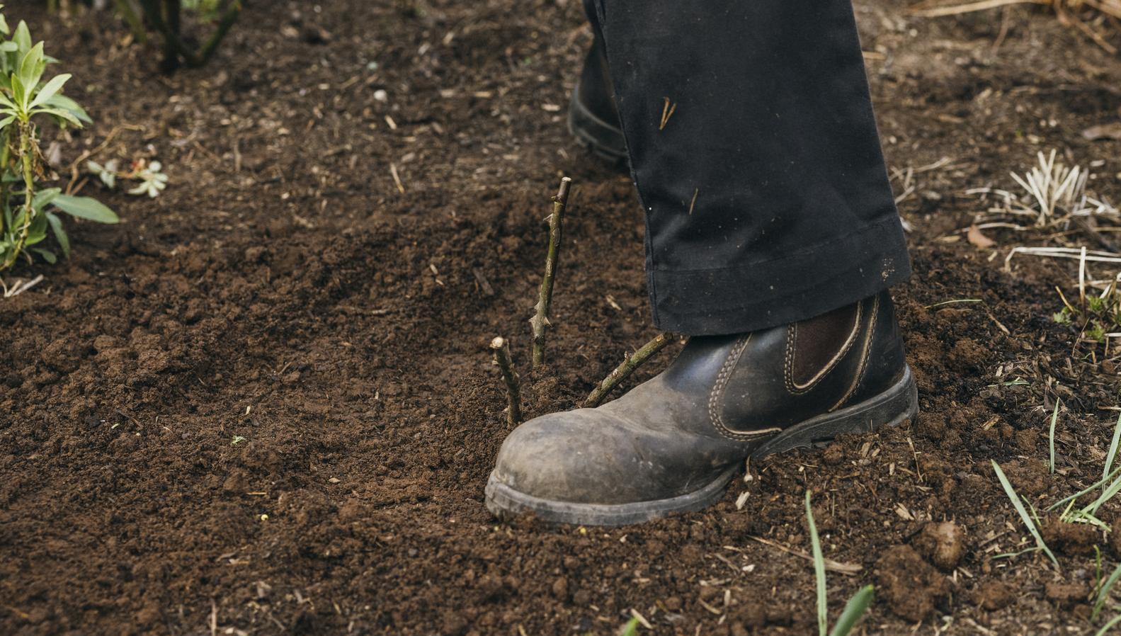 Person boot pressing in the soil around a bare root rose bred by David Austin