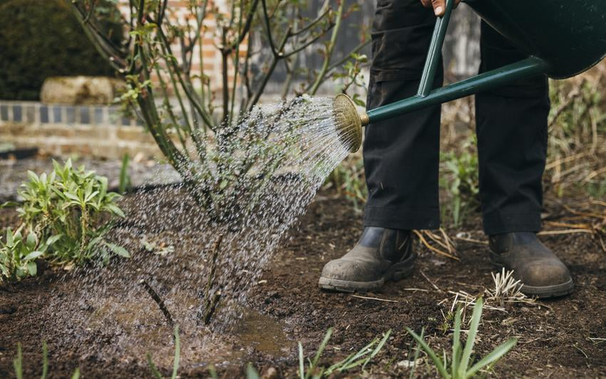 Man watering a bare root rose bred by David Austin with a watering can