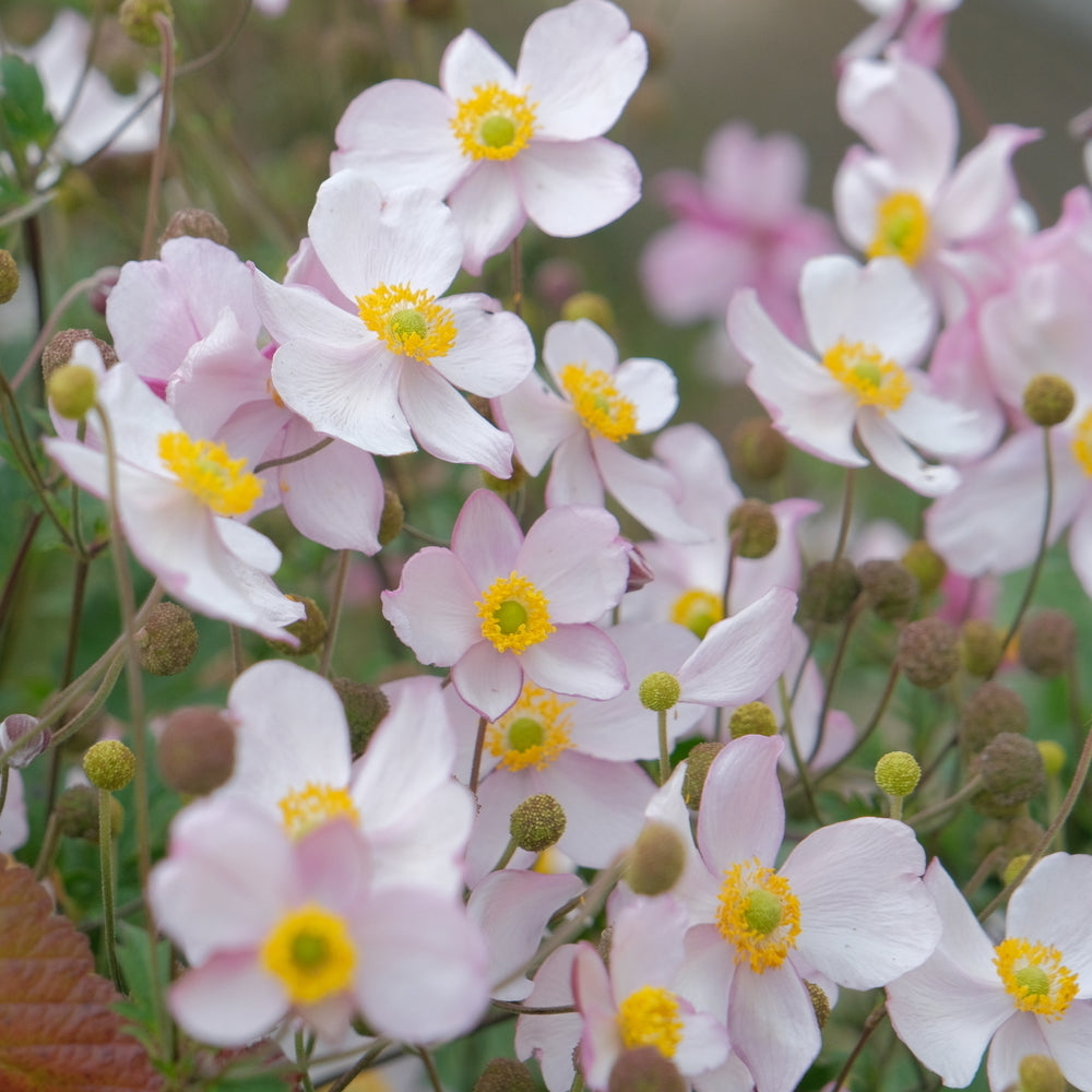 Pale pink Anemone companion plant