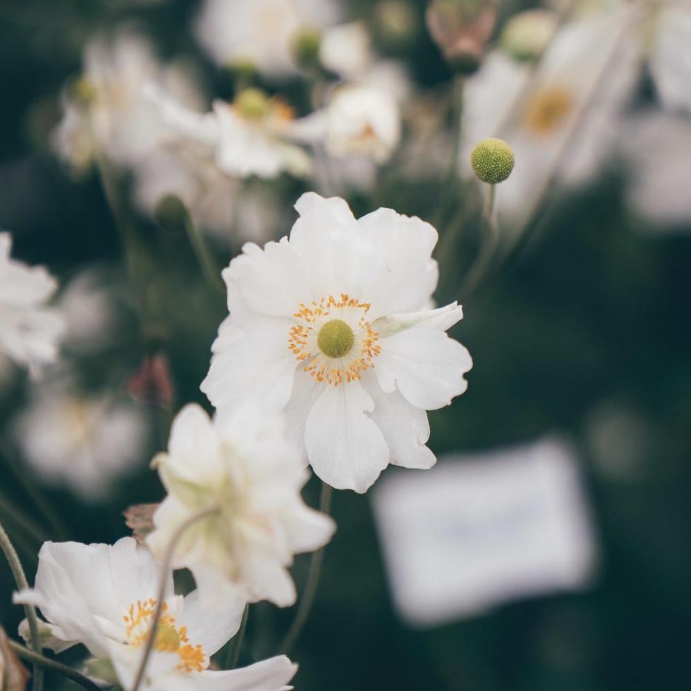 white pink Anemone companion plant