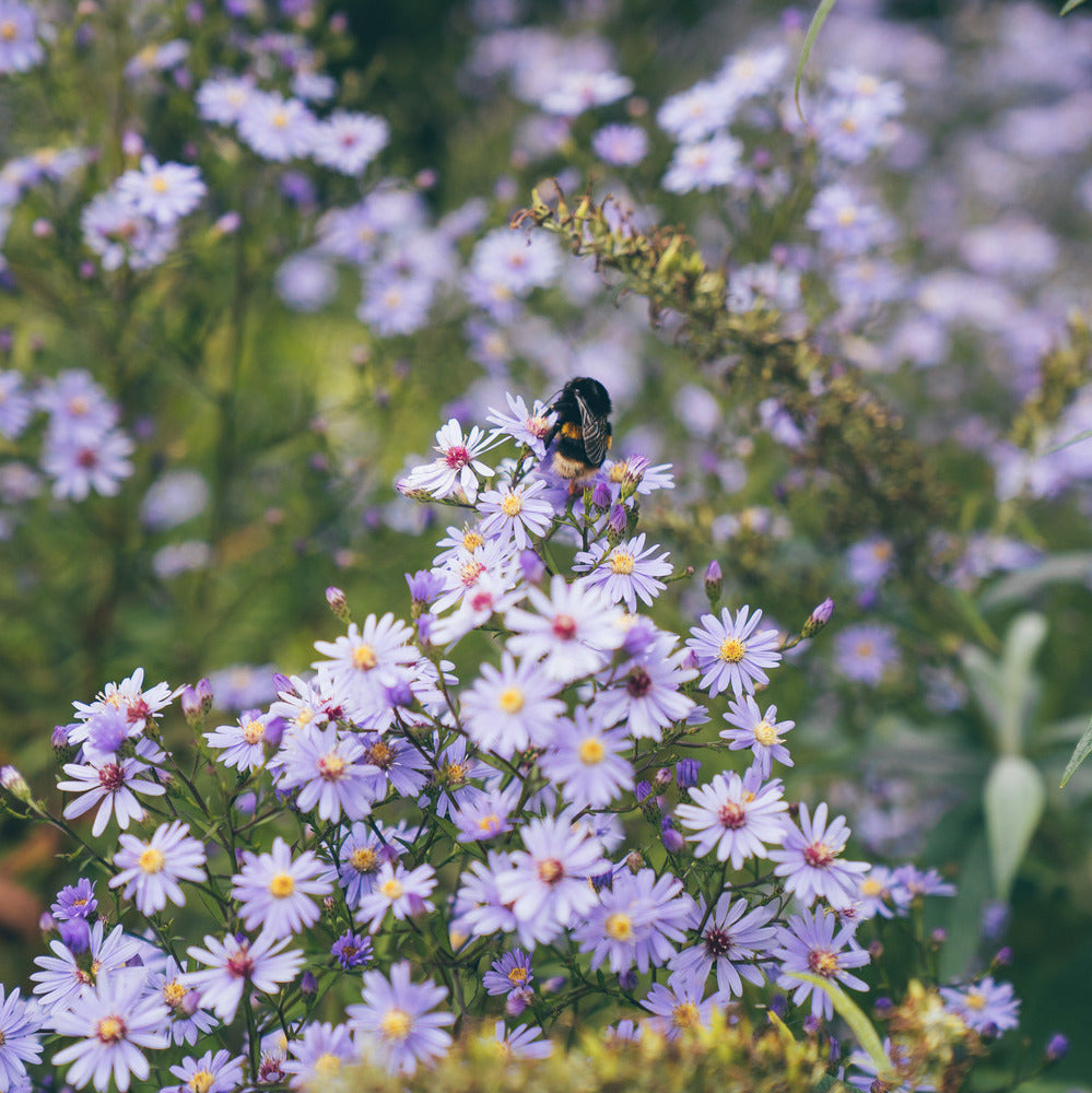 Purple companion plant Asters with a bee