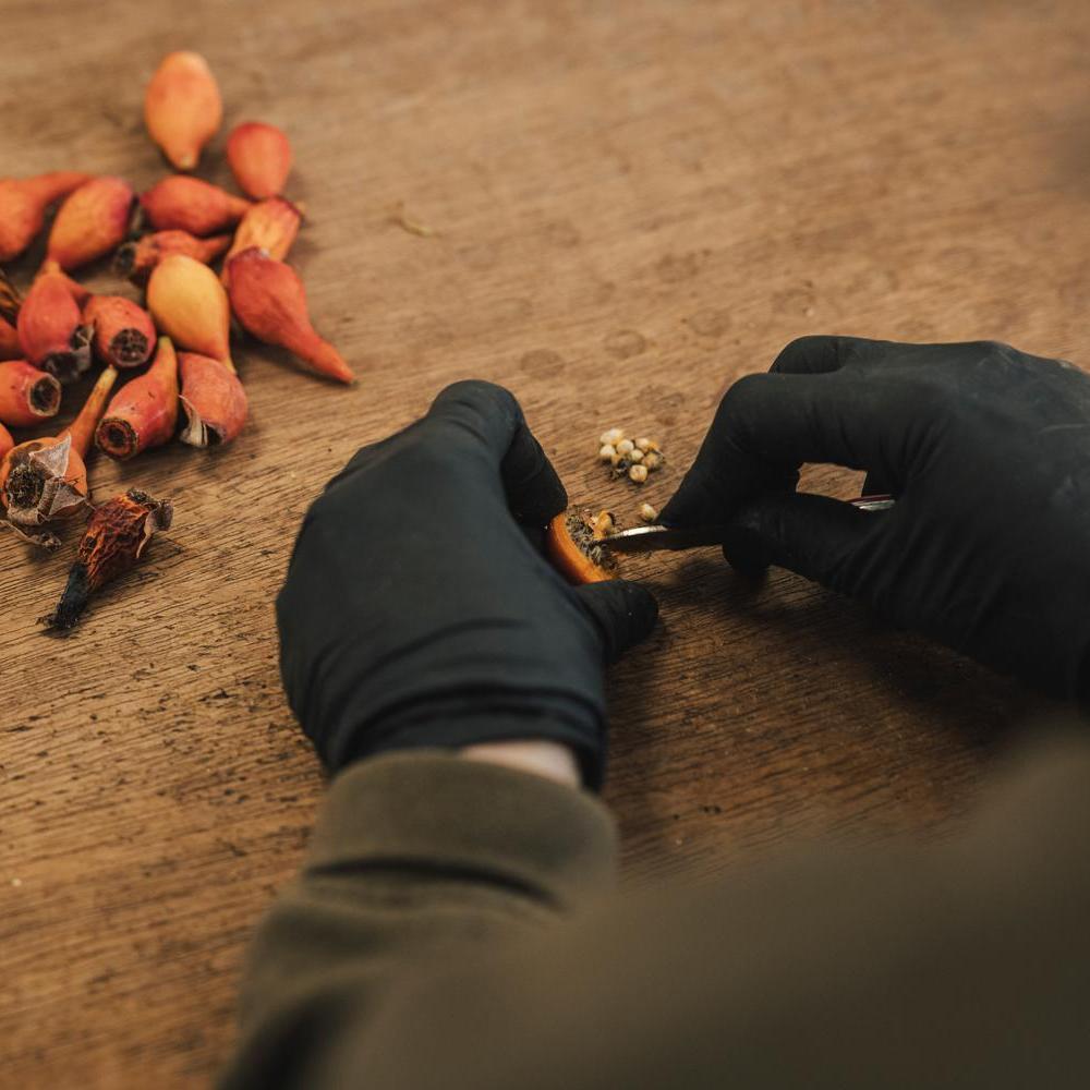 Orange rose hips on a table