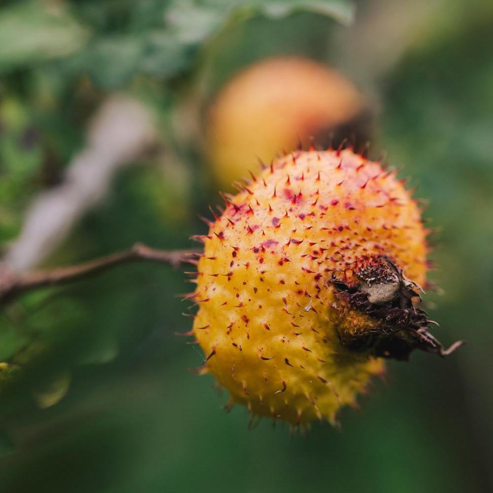 Rosa_roxburghii_orange hips