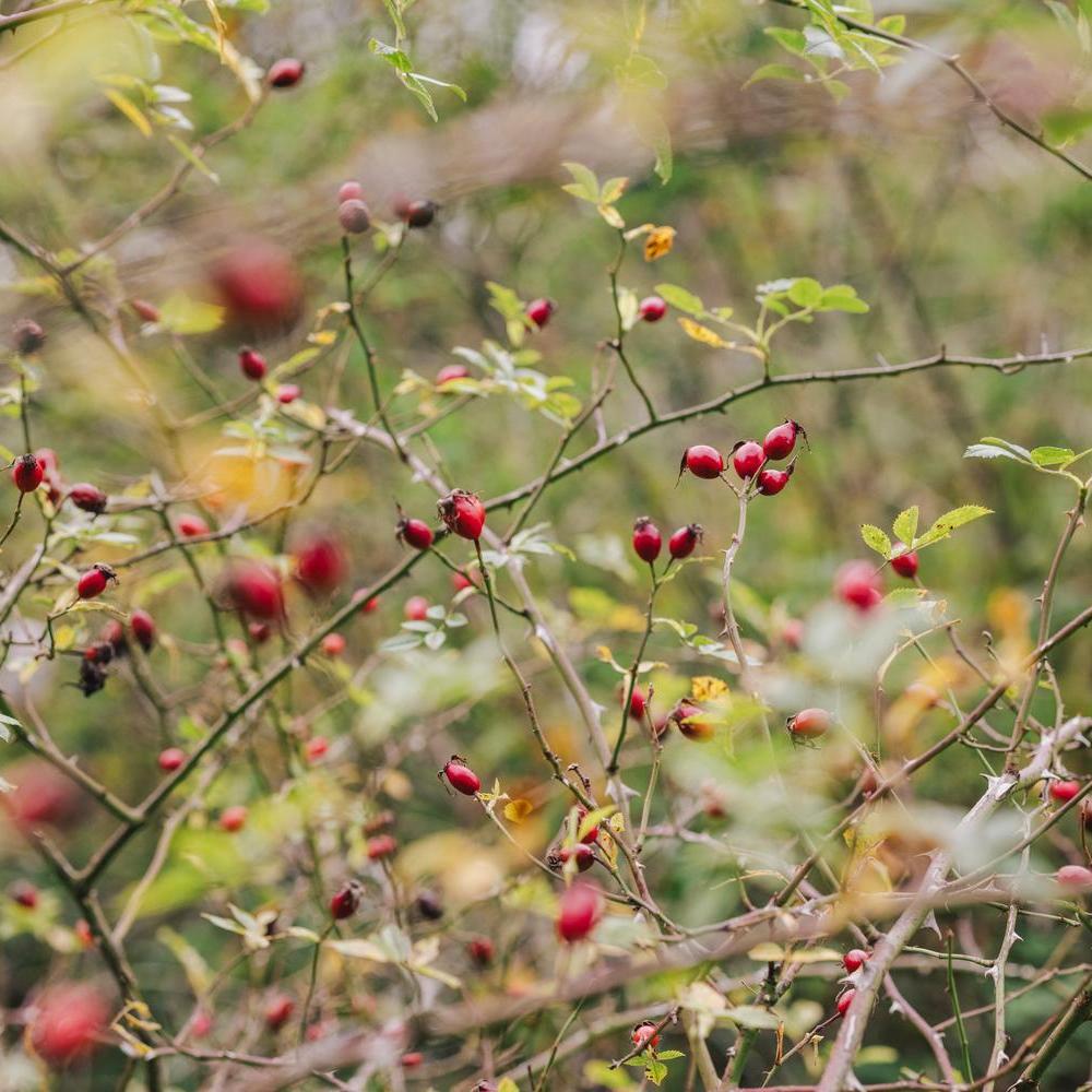 Red rose hips on bushes