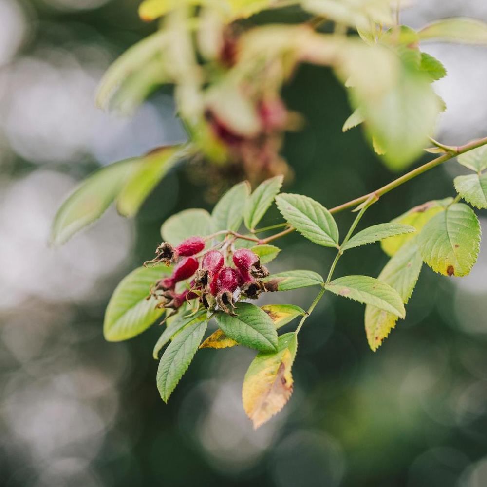 Rosa_fedtschenkoana red rose hip