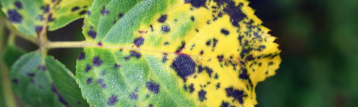 Rose leaf showing black spot