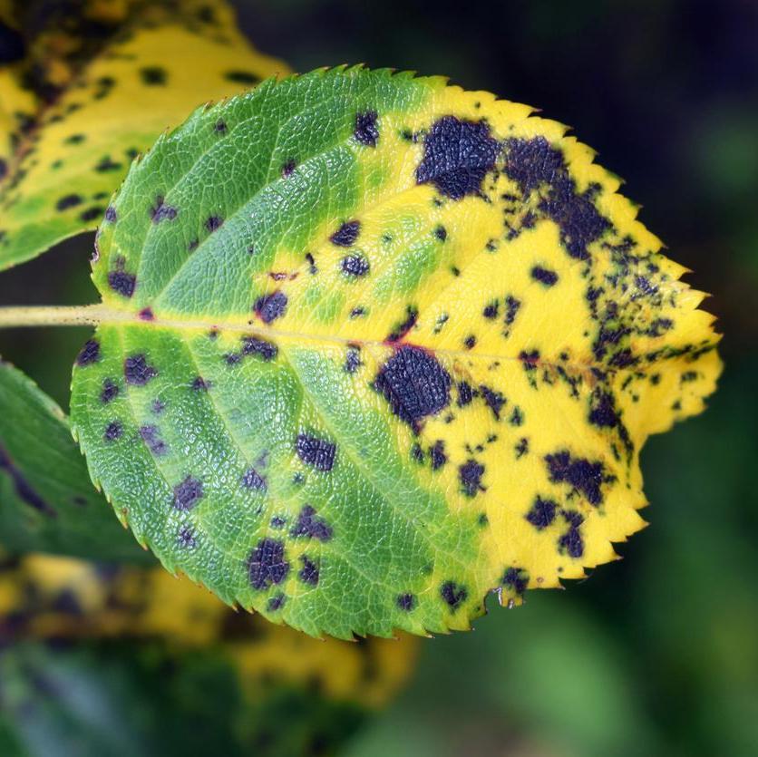 Rose leaf showing black spot