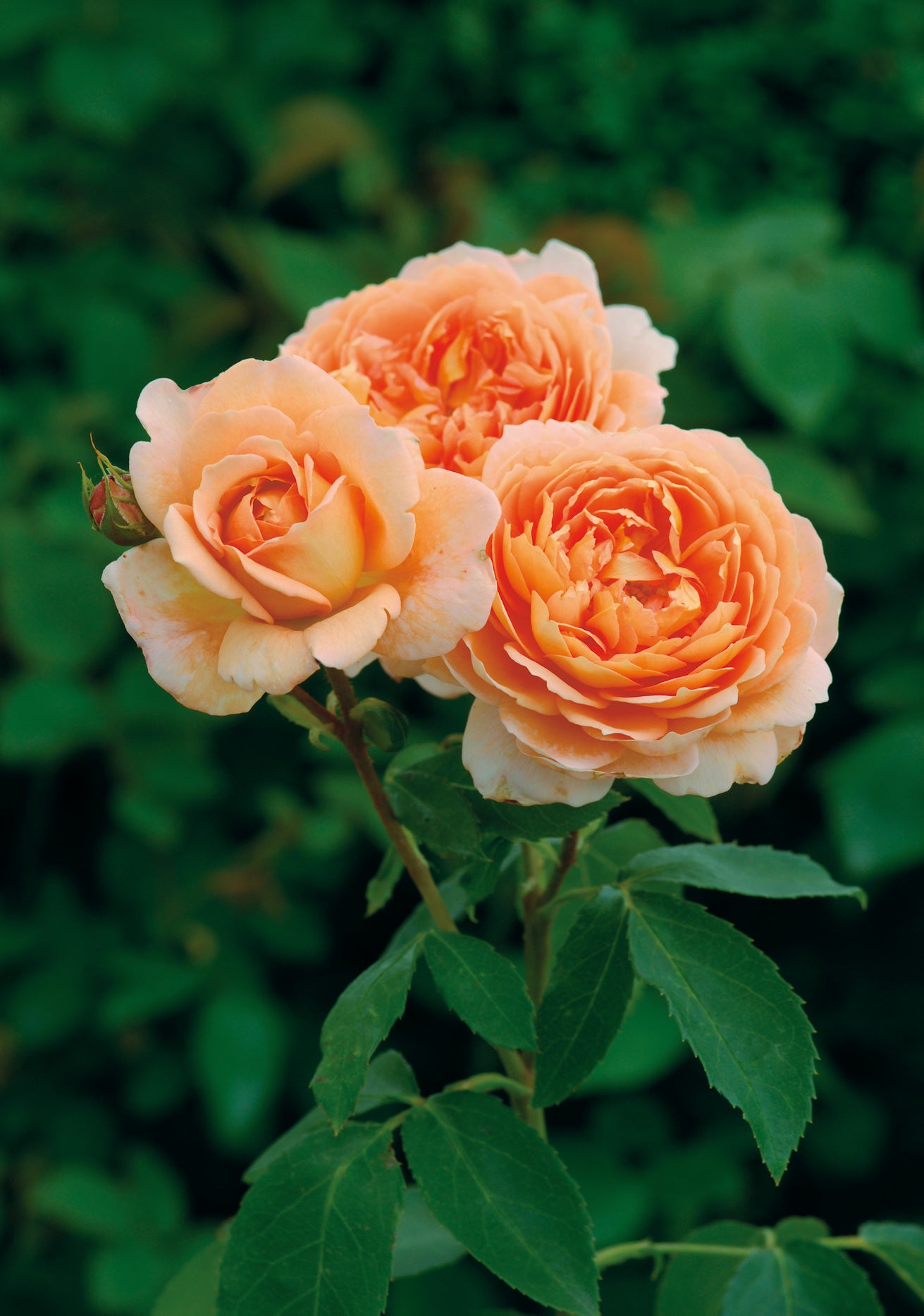 Carding_Mill apricot climbing rose bred by David Austin