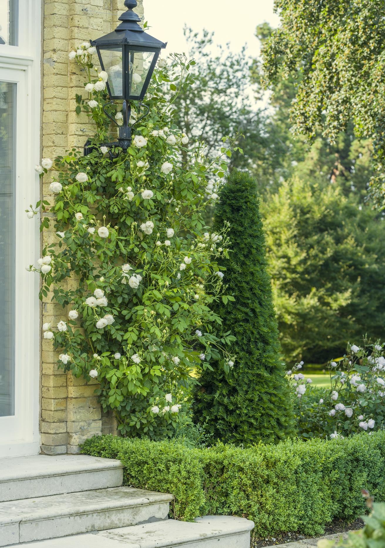Claire Austin white climbing rose bred by David Austin growing up a stone wall
