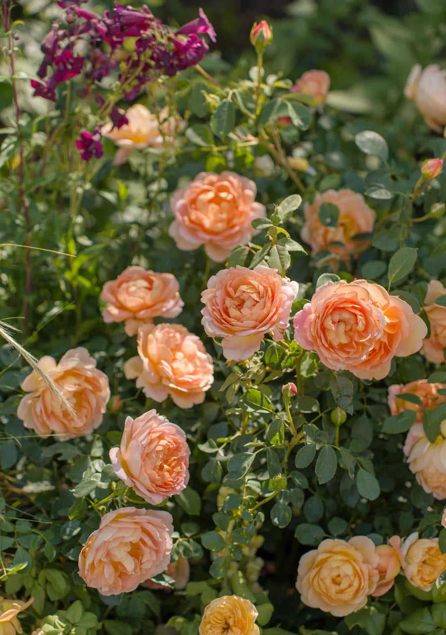 A close-up garden scene showing peachy blush blooms of the Lady of Shalott rose in full bloom among green foliage and blades of grass.